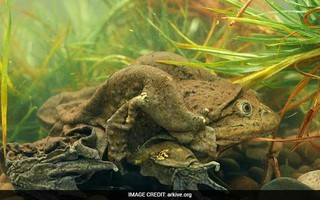 10.000 con ếch chết hàng loạt ở Peru