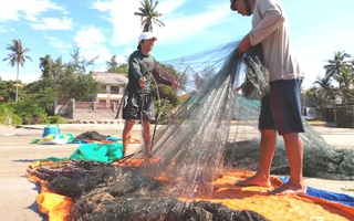 Đổ xô săn "lộc biển"