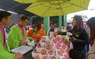 Sẽ trồng giống táo Aomori nổi tiếng của Nhật tại Việt Nam