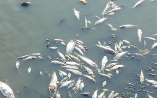 Hàng chục tấn cá chết la liệt ở Campuchia