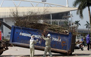 Hà Nội: Đào tết cả triệu bị quăng vào thùng rác