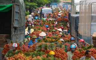 Quốc lộ 31 tắc nghẽn vì thương lái mua trái vải