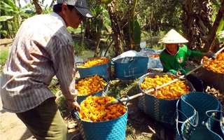 Nông dân "khóc ròng" vì trái Dư… dư đầy vườn