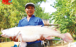 “Lái cá” đặc sản Vàm Nao