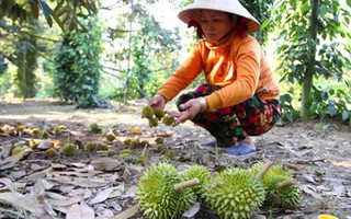 Thất thu hàng trăm tỉ đồng vì sầu riêng nhiễm mặn