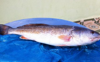 Bắt được cá sủ vàng nặng 7 kg