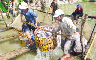 Cá tra sập bẫy thương lái Trung Quốc