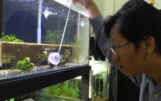 Tép cảnh tí hon giá bạc triệu