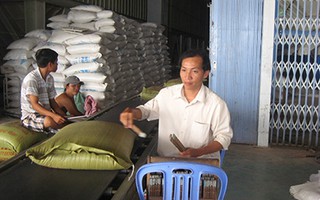 Muốn xuất khẩu gạo phải lập công ty tại… Singapore