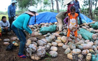 Bí đỏ, khoai mì rớt giá