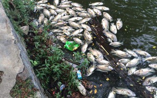 Hơn 1 tấn cá chết nổi trắng hồ trong công viên Đà Nẵng