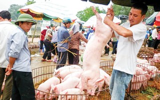 Ồ ạt xuất khẩu lợn sang Trung Quốc