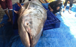 Thuê 8 thanh niên khuân vác cá tra dầu nặng 200kg