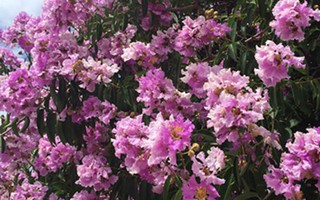 Về Hồng Liêm, ngắm cây hoa bằng lăng “đốn tim” nhiều du khách