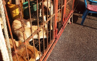 Hàn Quốc khai tử chợ thịt chó lớn nhất nước