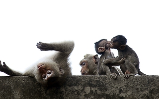 Đàn khỉ ở chùa núi Châu Thới bị săn bắt trộm
