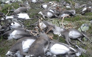 Hàng trăm con tuần lộc nằm chết la liệt ở Na Uy