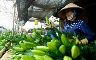 Người Sài Gòn bí mật lên Đà Lạt trồng hoa lãi 3 tỉ mỗi năm