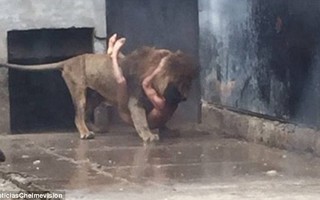 2 con sư tử chết oan vì một thanh niên khỏa thân tự tử bất thành