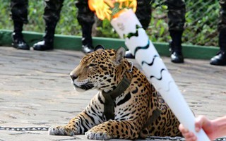 Báo đốm bị giết trong lễ rước đuốc Olympic ở Brazil