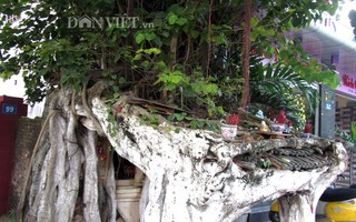 Chuyện lạ - cây bồ đề “tứ trụ” giữa cố đô Huế