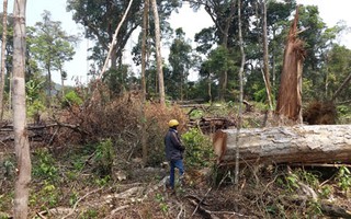 20.000 tỉ đồng chắc gì khôi phục được rừng?