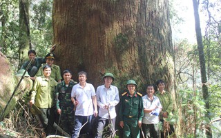 Tìm cách bảo vệ Cây Di sản