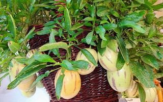 Dưa pepino được trồng thế nào?