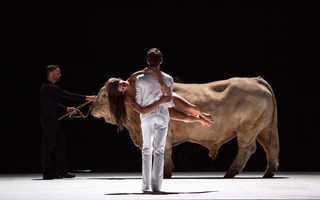 Bị “ném đá” vì mang bò sống lên sân khấu