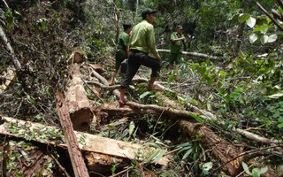 Quảng Nam: Khởi tố vụ án phá rừng pơmu