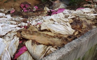 Vứt hàng trăm xác heo thối ra thượng nguồn sông Sài Gòn