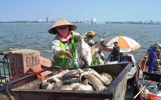 Chủ tịch Hà Nội báo cáo Chính phủ 200 tấn cá chết ở hồ Tây
