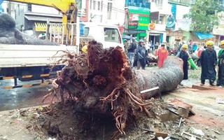 Cây xanh gây họa: Chớ đổ hết cho thiên tai!