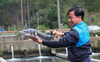 Mê nuôi cá tầm hơn làm an ninh hàng không