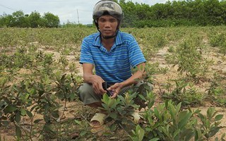 Trồng... sim dại làm giàu