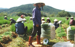 Rau Đà Lạt tăng giá, cháy hàng