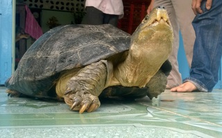 Chủ nuôi đi cùng công an đến "xin" lại con rùa nặng 14 kg
