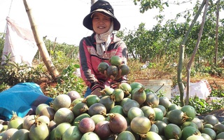 Hoang mang vì chanh dây đồng loạt rớt giá