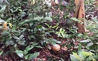 Điều tra vụ một thi thể lìa đầu trong rừng