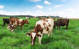 Trang trại bò sữa organic chuẩn châu Âu của Vinamilk