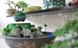 Bonsai tiền triệu bay lơ lửng hút khách hiếu kỳ