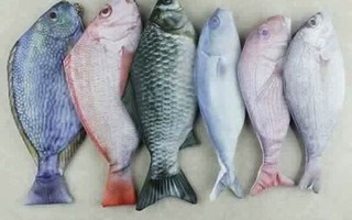Túi đựng bút hình cá xuất xứ Trung Quốc bán tràn lan