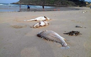 Lãnh đạo Hà Tĩnh báo cáo về vụ cá chết bất thường hàng loạt
