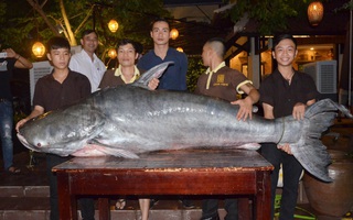 Cá tra "khủng" 200 kg về nhà hàng ở Đà Nẵng