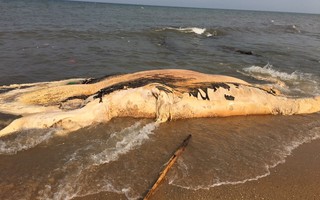 Xác cá voi khổng lồ dạt vào bờ biển Quảng Bình