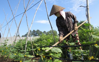 Cơ hội cho nông nghiệp hữu cơ