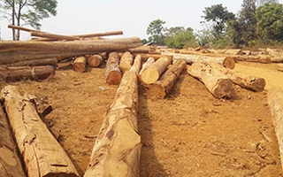 Kỷ luật 5 cán bộ kiểm lâm vì hơn 250 m3 gỗ lậu