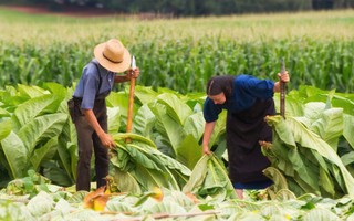 Nông sản Bắc Mỹ rầm rộ tìm đường vào Việt Nam