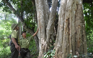 Bộ TN-MT đề nghị không triển khai thuỷ điện Đrăng Phôk