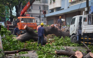 Cây xanh bật gốc đè 3 căn nhà khiến giao thông tê liệt